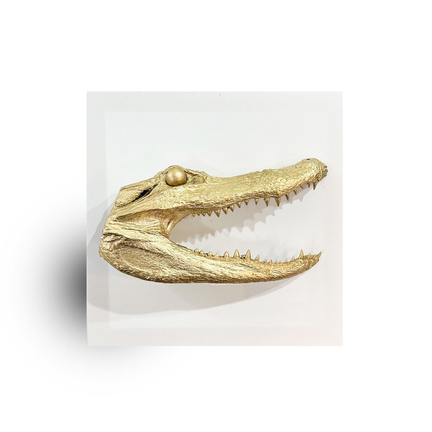 Alligator Gallery Canvas 8"